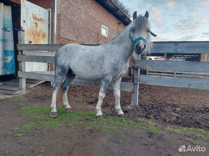 Уэльский пони