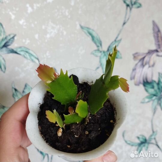 Декабрист белый