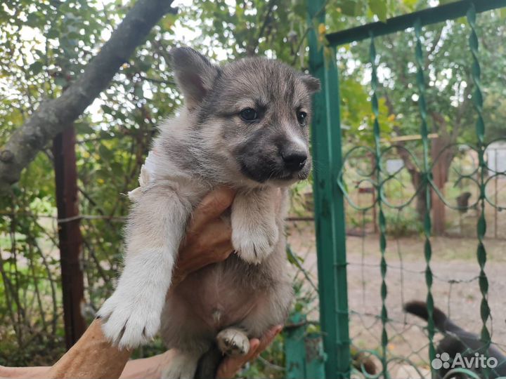 Маленькие мальчики ищут дом