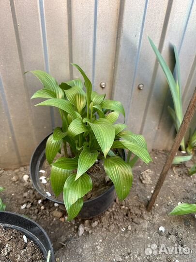 Хосты, лилейник, ирисы