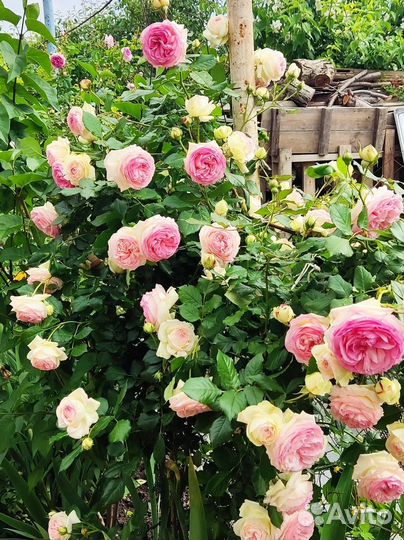 Плетистая роза Пьер де Ронсара