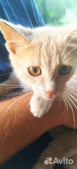 Рыжий котёнок мальчик