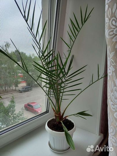 Финиковая пальма