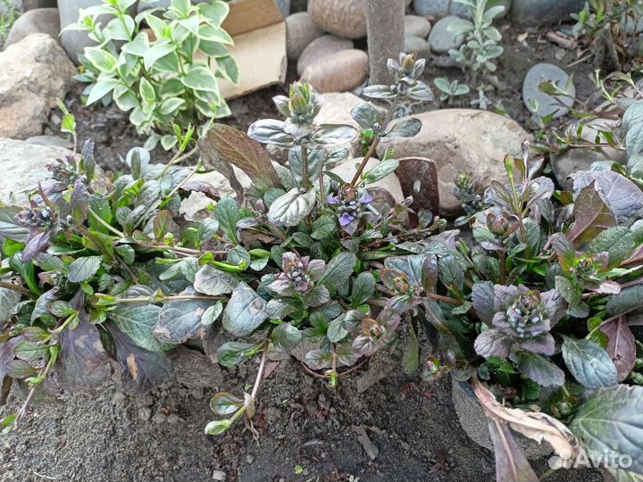 Аюга (живучка)