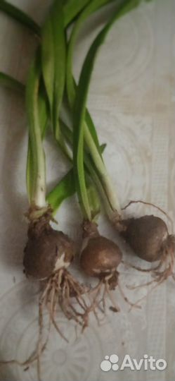 Лилия комнатная