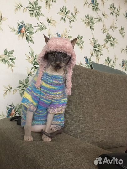 Одежда для животных