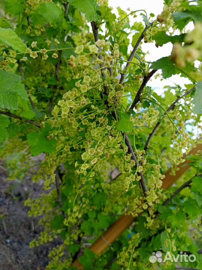 Саженцы смородины черной и красной