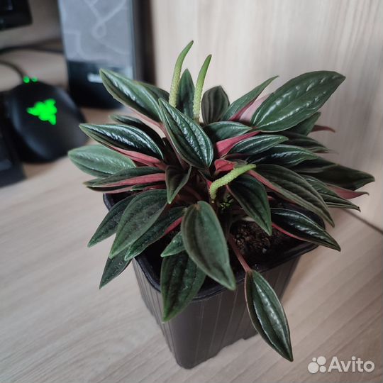 Комнатные цветы