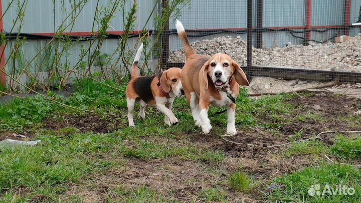 Передержка (зоо-гостиница) для биглей