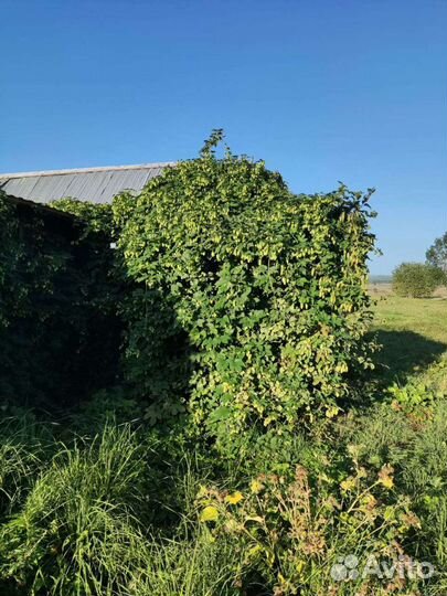 Шишки Хмеля