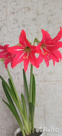 Комнатные растения гиппеаструм, фикус