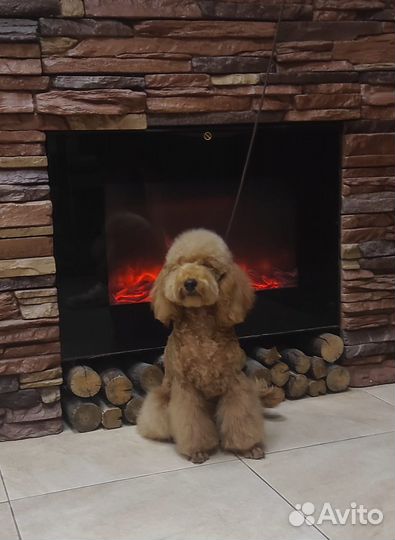 Щенки пуделя Питомник РКФ