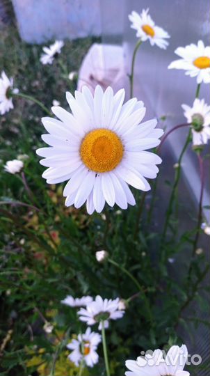 Низкорослая ромашка (нивянник) Мадонна