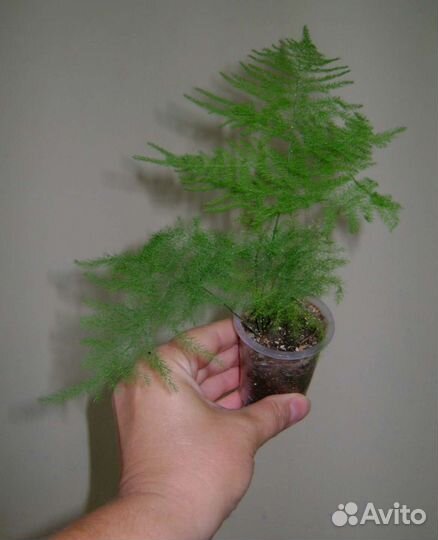 Аспарагусы, адиантум