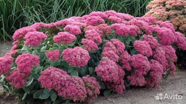 Очиток видный