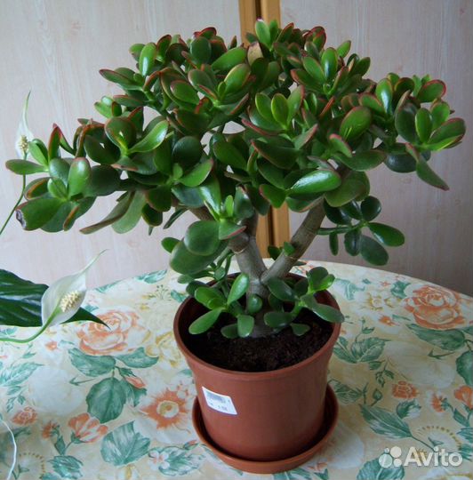 Толстянка (Crassula)