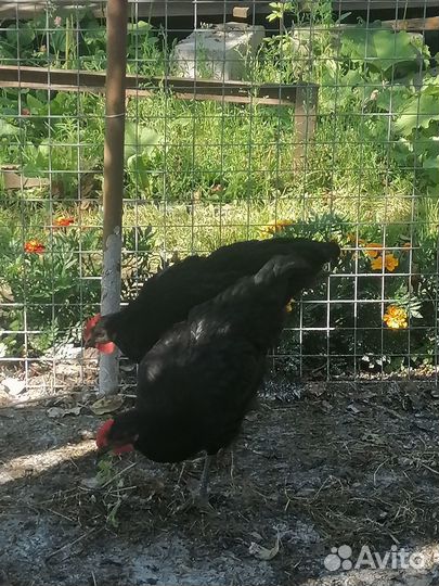 Курочки и петушки 2, 5 меяца