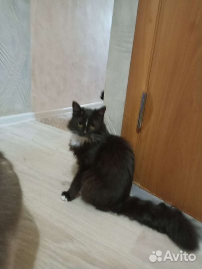 Кошка ласковая