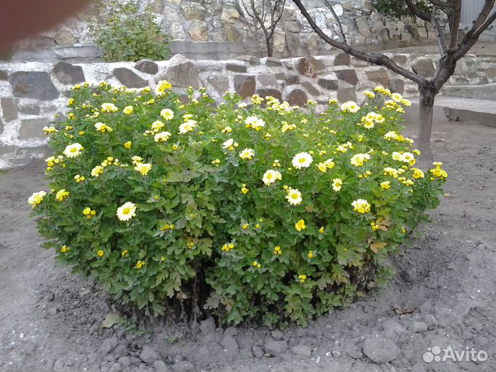 Цветы хризантемы