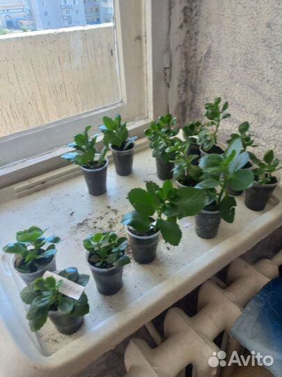 Детки цветка коланхоэ каландива