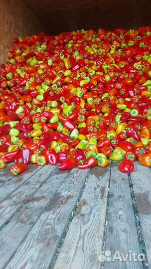 Перец болгарский оптом
