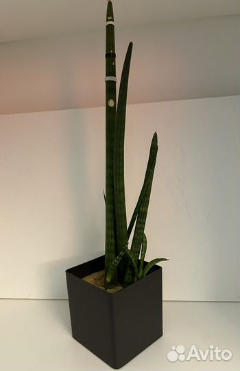 Сансевиерия цилиндрика