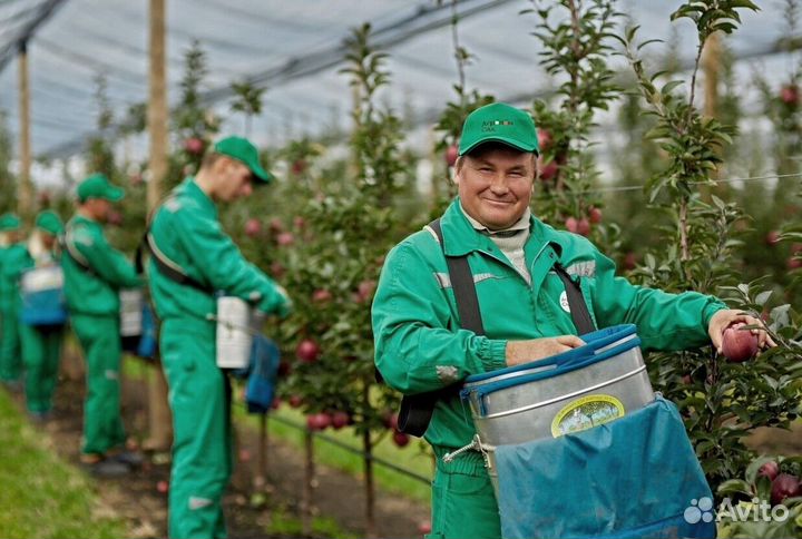 Сборщик яблок в саду с проживанием