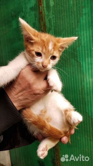 Отдается котенок мальчик 2,5 месяца