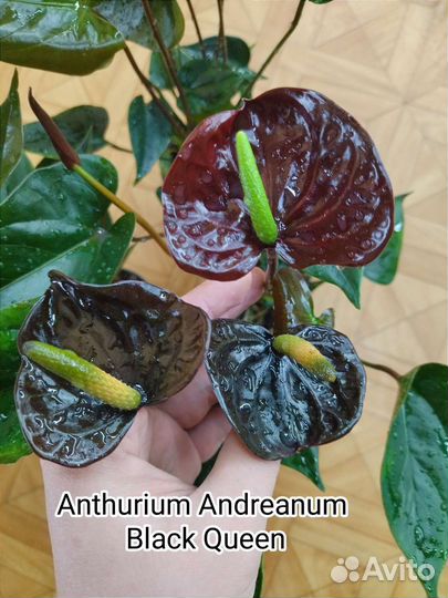 Антуриум Блэк Квин / Anthurium Black Queen