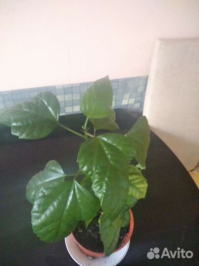 Гибискус китайская роза