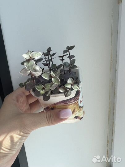 Каллизия репенс