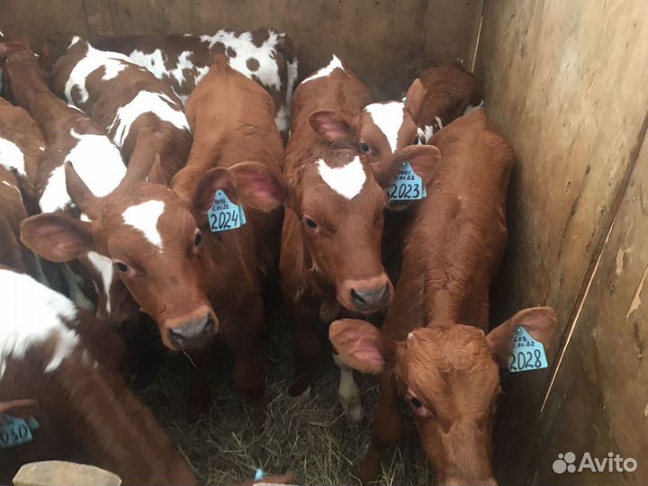 Быкчки на откорм