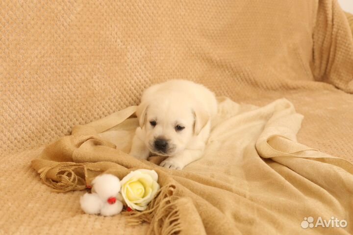 Щенки лабрадора