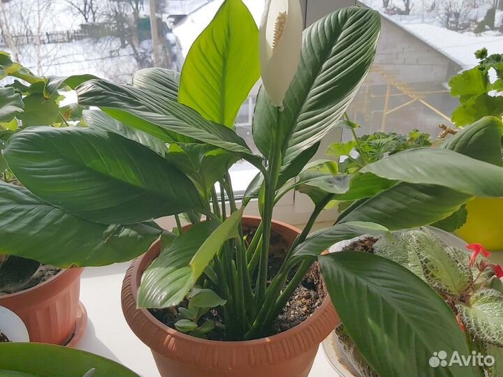 Спатифиллум крупнолистовой (отводки)