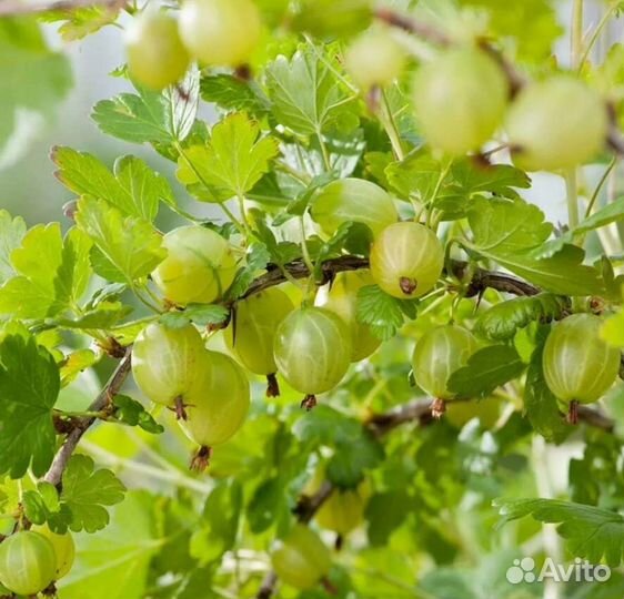 Крыжовник садовый