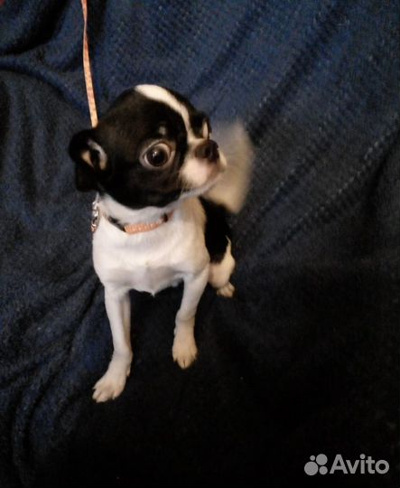Щенки чихуахуа мальчик