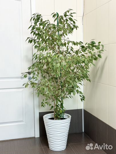 Фикус бенджамина большой