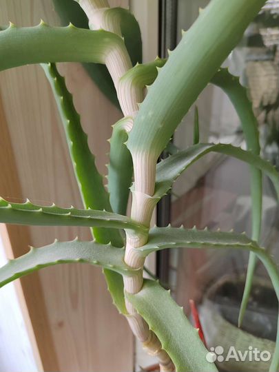 Алоэ столетник