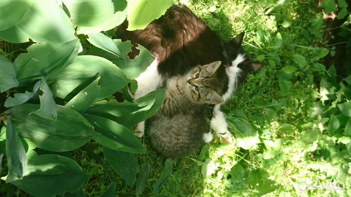 Котята макрель