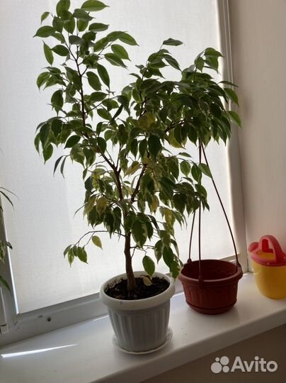 Фикус бенджамина