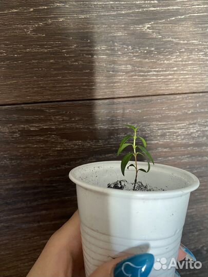 Мирт мелколистный