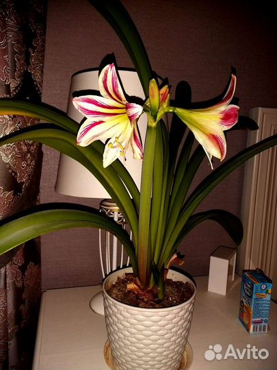 Гиппиаструм