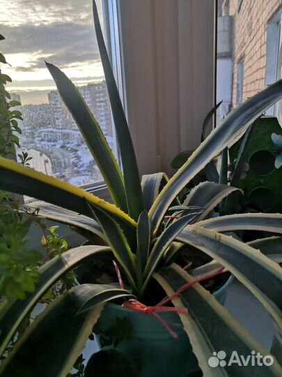 Агава голубая