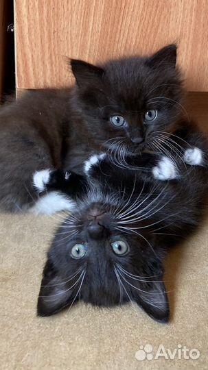 Котята в добрые руки бесплатно