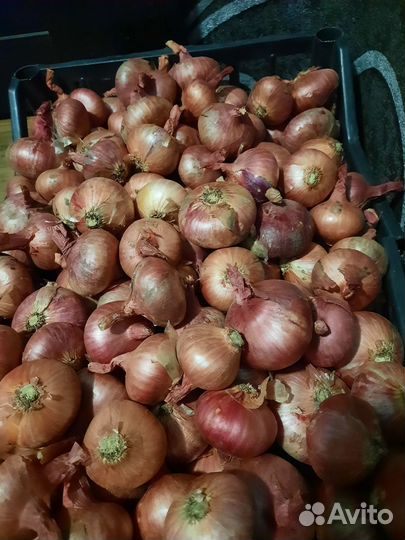 Лук семейный