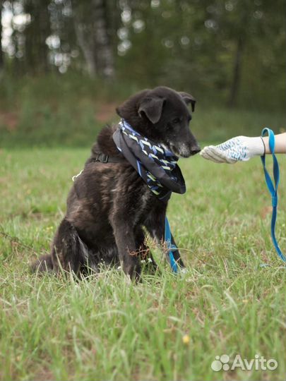 Собачка в приюте все еще надеется найти хозяев