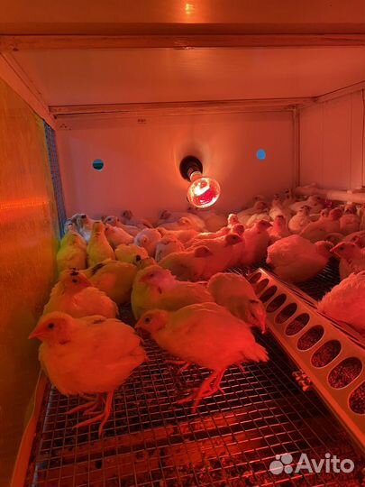 Цыпленок Бройлер,несушка,инкубационное яйцо