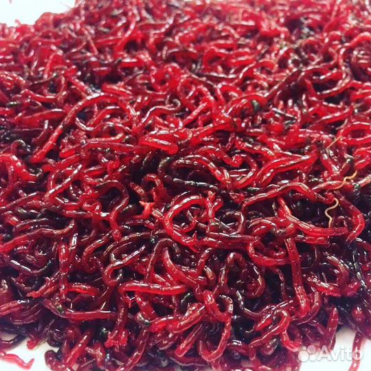 Наживка для рыбалки оптом и в розницу