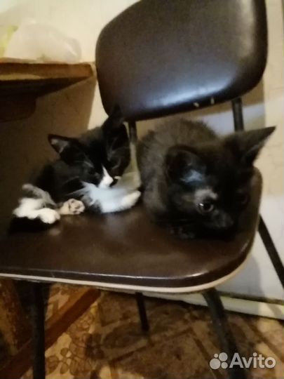 Отдам бесплатно в добрые руки