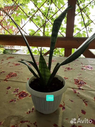 Сансевиерия,тещин язык,щучий хвост,цилиндрика